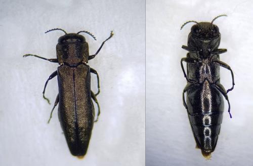 Réf. 256 131 : Agrilus angustulus